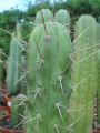 Echinopsis peruviana 01.jpg