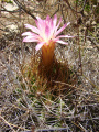 Eriosyce subgibbosa ssp. subgibbosa 6.jpg