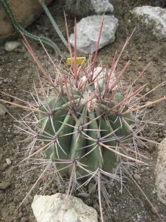 Ferocactus emoryi ssp. rectispinus.jpg