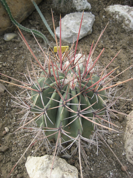 Файл:Ferocactus emoryi ssp. rectispinus.jpg