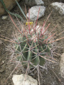 Ferocactus emoryi ssp. rectispinus.jpg