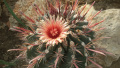 Ferocactus peninsulae 1.jpg