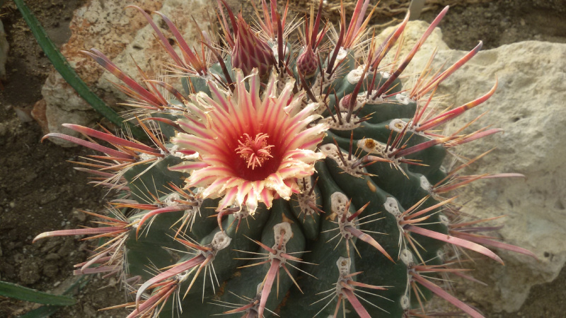 Файл:Ferocactus peninsulae 1.jpg
