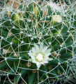 Mammillaria decipiens ssp. albescens 4.JPG