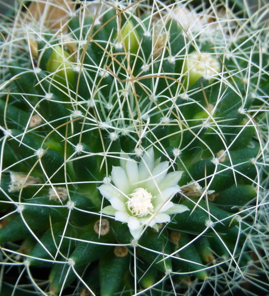Файл:Mammillaria decipiens ssp. albescens 4.JPG