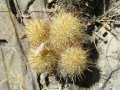 Mammillaria elongata ssp. echinaria 2.jpg