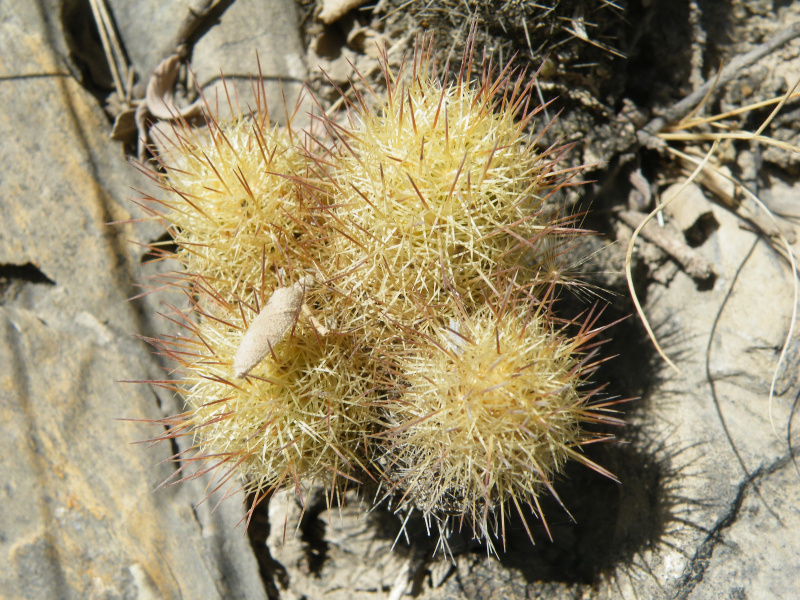 Файл:Mammillaria elongata ssp. echinaria 2.jpg