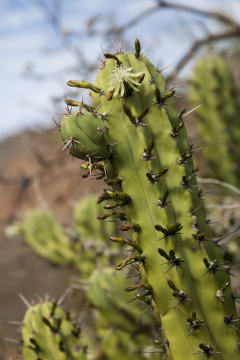 Myrtillocactus cochal 3h.jpg