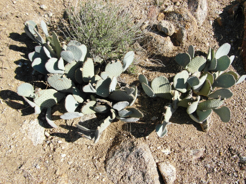 Файл:Opuntia basilaris 5.JPG