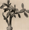 Opuntia macdougaliana 1908.jpg