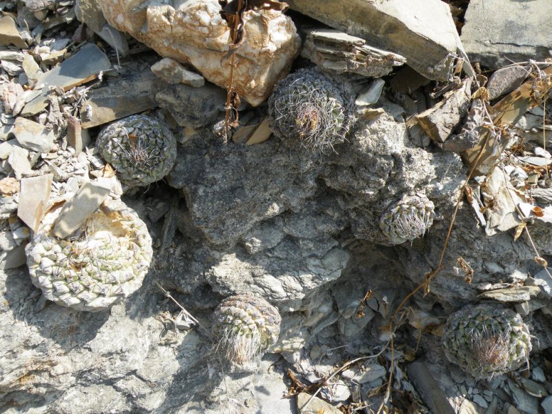 Файл:Strombocactus disciformis 07.jpg