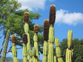 Pachycereus militaris