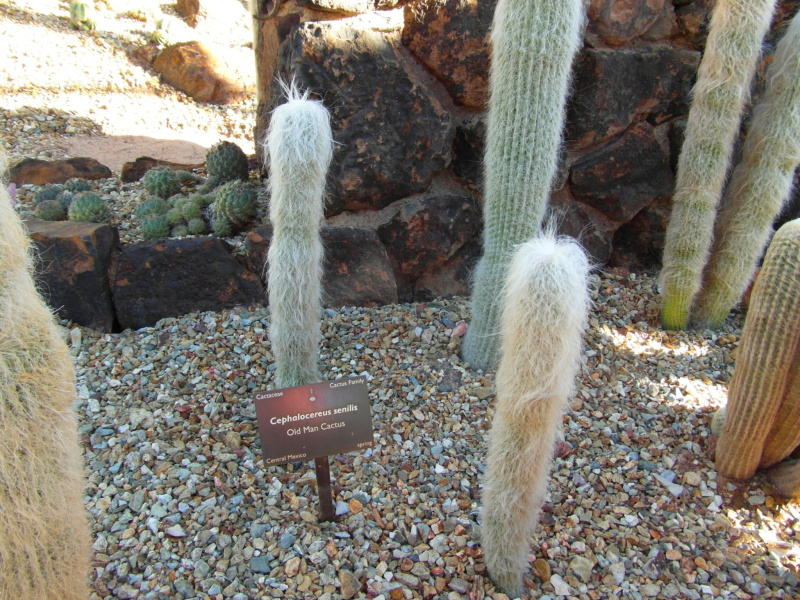 Файл:Cephalocereus senilis 3.JPG