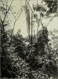 Cereus trigonodendron 0.jpg