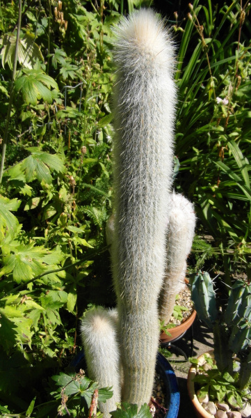 Файл:Cleistocactus strausii 4.JPG