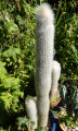 Cleistocactus strausii 4.JPG