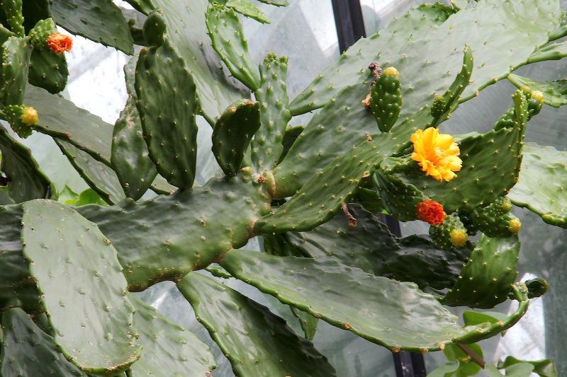 Файл:Consolea falcata pm.jpg