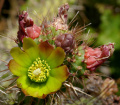 Cylindropuntia californica fl2.jpg