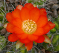 Echinopsis pentlandii 3.jpg
