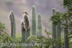 Espostoa utcubambensis 36s.jpg