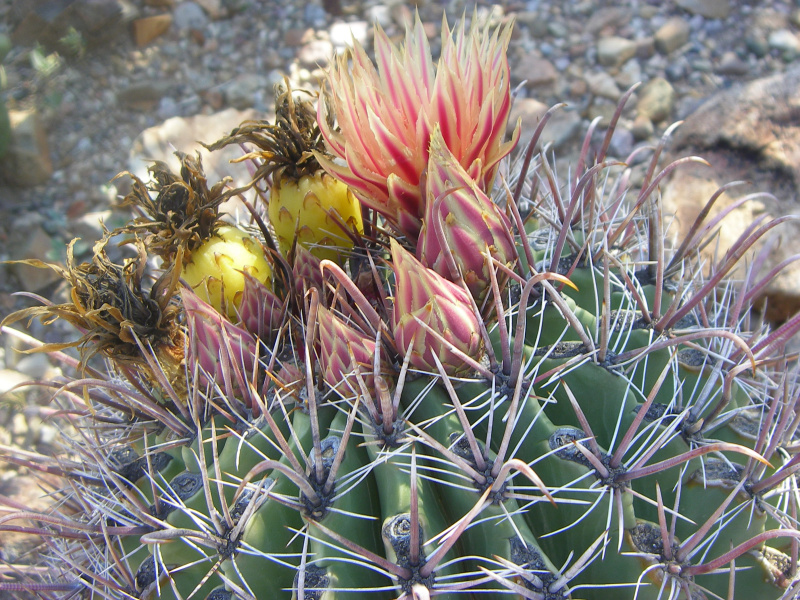 Файл:Ferocactus townsendianus 03.jpg