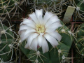 Gymnocalycium denudatum v. pentagonii