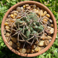 Gymnocalycium monvillei horridispinum 3.jpg
