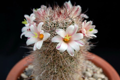 Mammillaria dioica ssp. angelensis 193.jpg