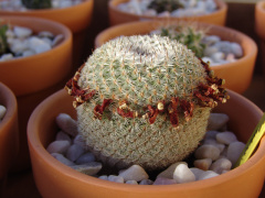 Mammillaria pseudoperbella 0.jpg