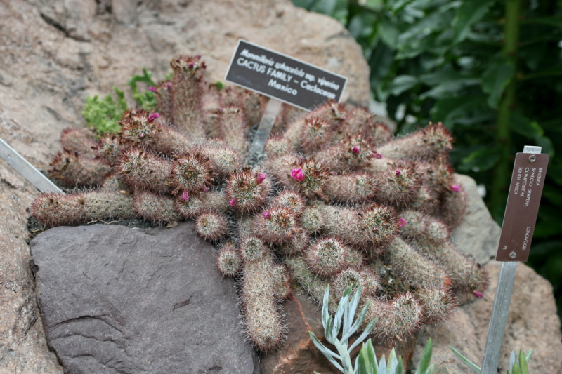 Файл:Mammillaria sphacelata ssp. viperina 2.jpg