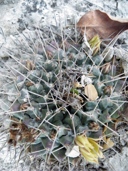 Файл:Mammillaria winterae h1.jpg
