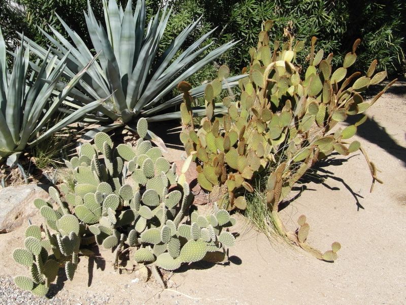 Файл:Opuntia microdasys 76.JPG