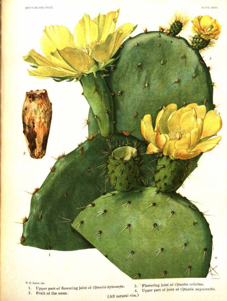 Файл:Opuntia velutina 50994.jpg