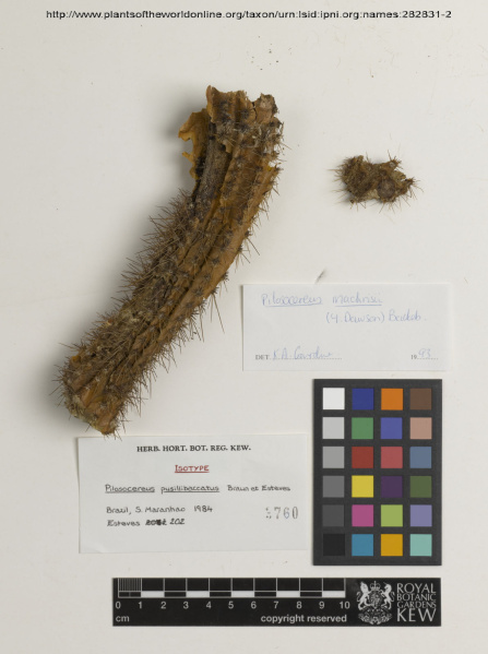 Файл:Pilosocereus pusillibaccatus 0.jpg