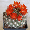 Rebutia neocumingii ssp. neocumingii 4.jpg
