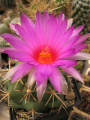 Thelocactus bicolor ssp. heterochromus 21.jpg