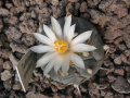 Turbinicarpus rioverdensis 3.jpg