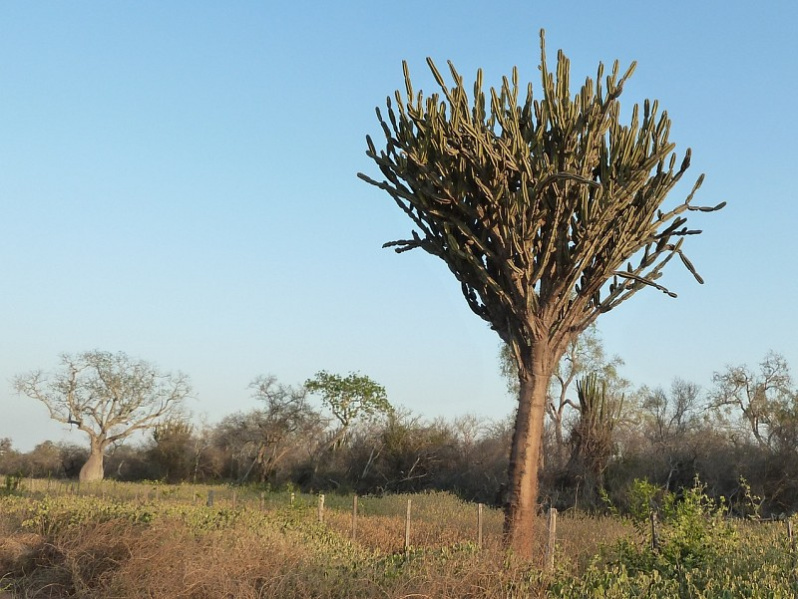 Файл:Cereus stenogonus 4.JPG