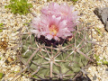 Echinocactus texensis