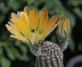 Echinocereus pectinatus ssp. wenigeri 01.jpg