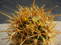 Ferocactus chrysacanthus ssp. chrysacanthus.jpg