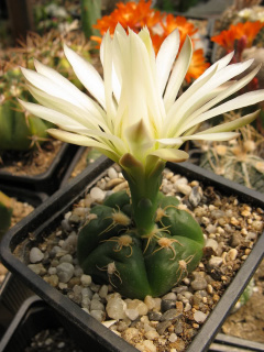 Gymnocalycium denudatum.jpg