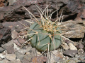 Gymnocalycium spegazzinii ssp. cardenasianum 3.jpg