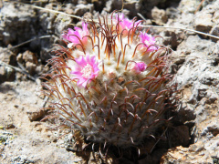 Mammillaria perezdelarosae 03.jpg