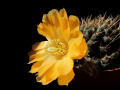 Rebutia einsteinii ssp. einsteinii KK873