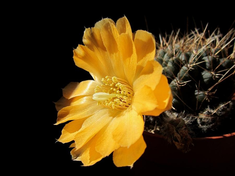 Файл:Rebutia einsteinii ssp. einsteinii KK873.jpg