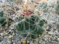 Thelocactus buekii var. matudae