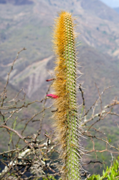 Cleistocactus chrysocephalus.jpg
