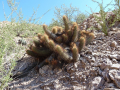 Echinopsis strigosa.JPG