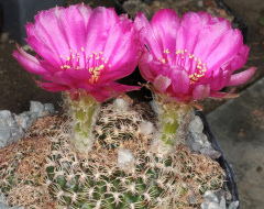 Echinopsis tiegeliana.jpg
